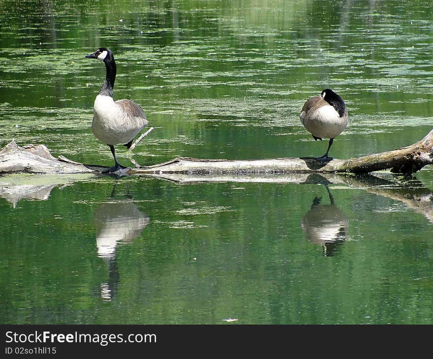 Two Canada Geese on a log in the water. One is asleep, and the other is alert. On Radnor Lake in Nashville, TN. Two Canada Geese on a log in the water. One is asleep, and the other is alert. On Radnor Lake in Nashville, TN.