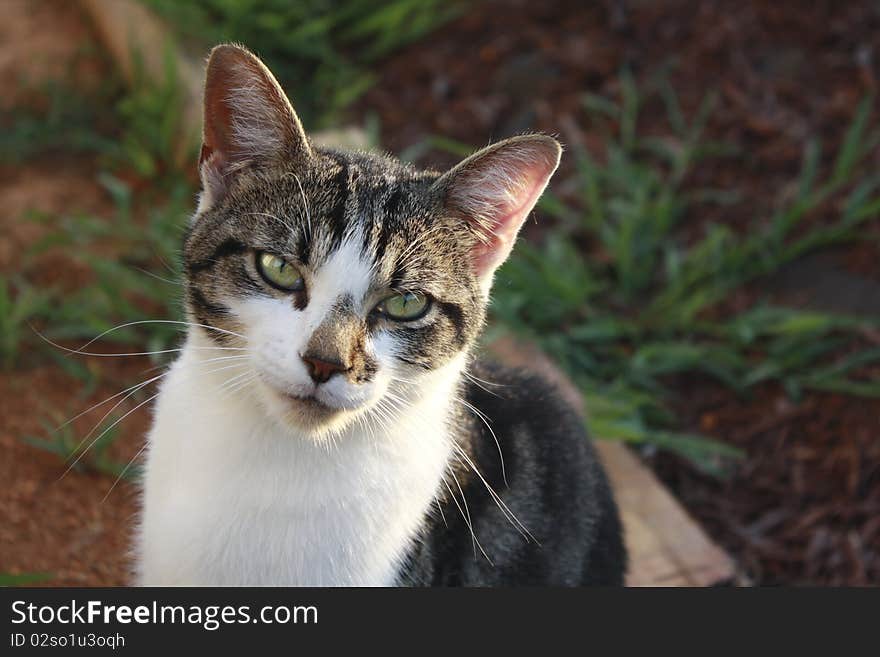 Pretty cat named Zorro in the evening sunlight. Pretty cat named Zorro in the evening sunlight.