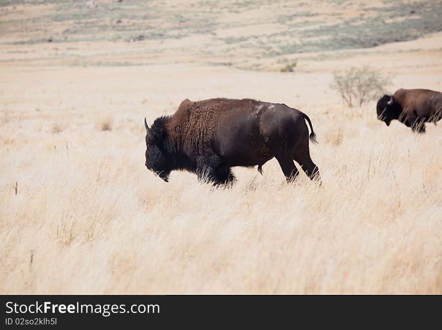 Bison on dry Prairie