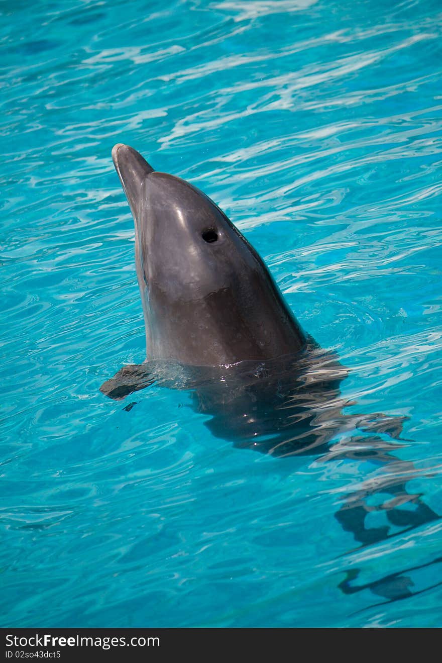 Dolphin swimming in blue water. Dolphin swimming in blue water