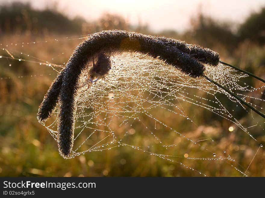 Dry grass in spiders web