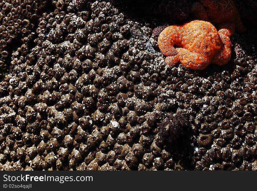 Orange starfish in oregon