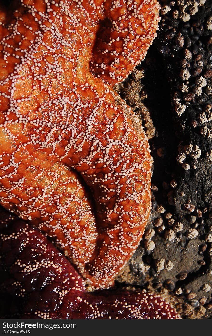 Giant Orange Starfish