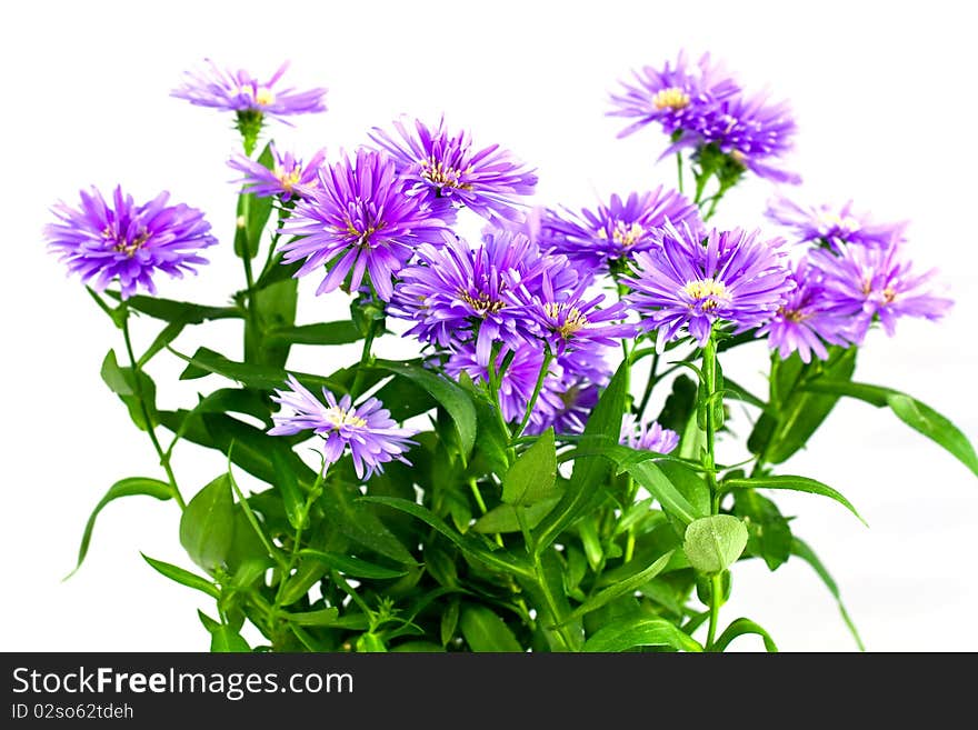 Purple Bouquet of Asters ,a close up shot