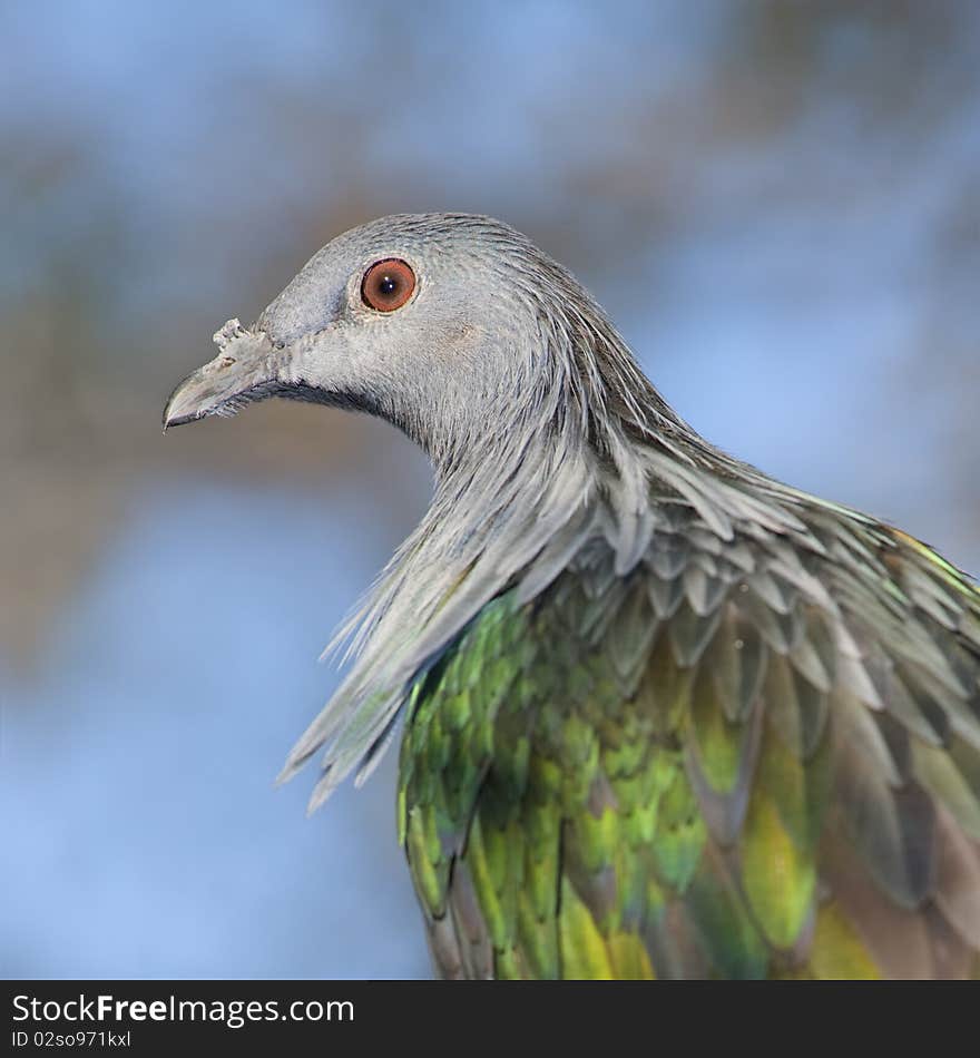 Pigeon Portrait.