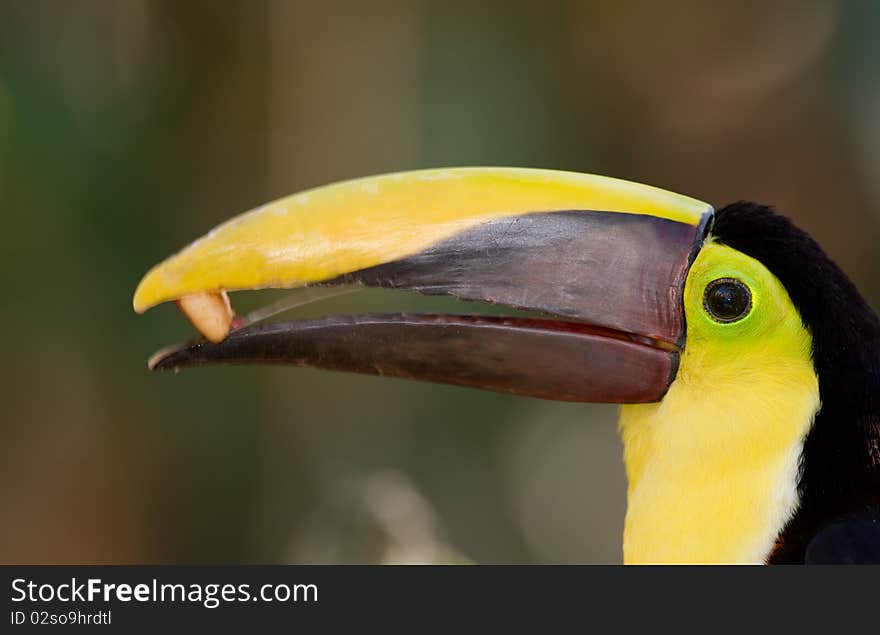 Toucan eating.