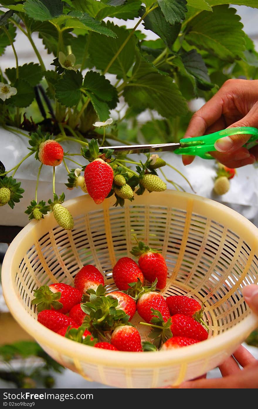 Plucking strawberries in a strawberry farm