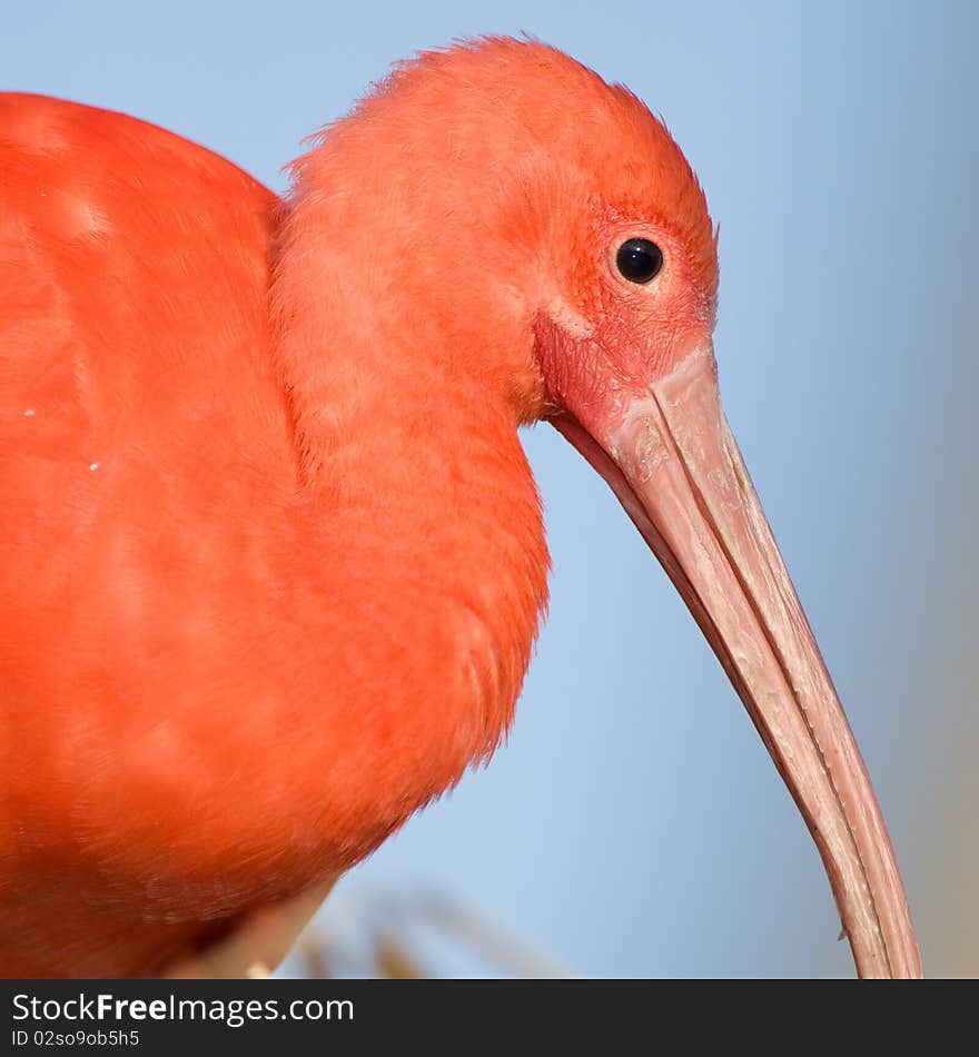 Scarlet Ibis, Eudocimus ruber close up head shot. Scarlet Ibis, Eudocimus ruber close up head shot.