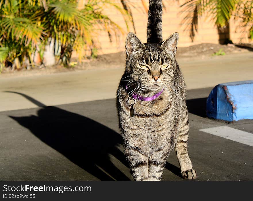 Church CAt