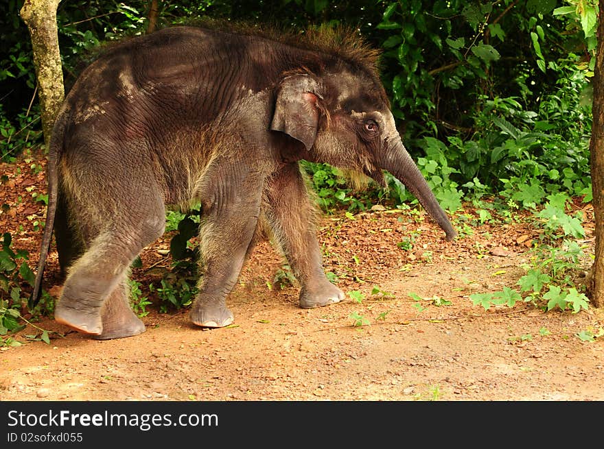 Cute baby asian elephant taking a stroll through the jungle. Cute baby asian elephant taking a stroll through the jungle