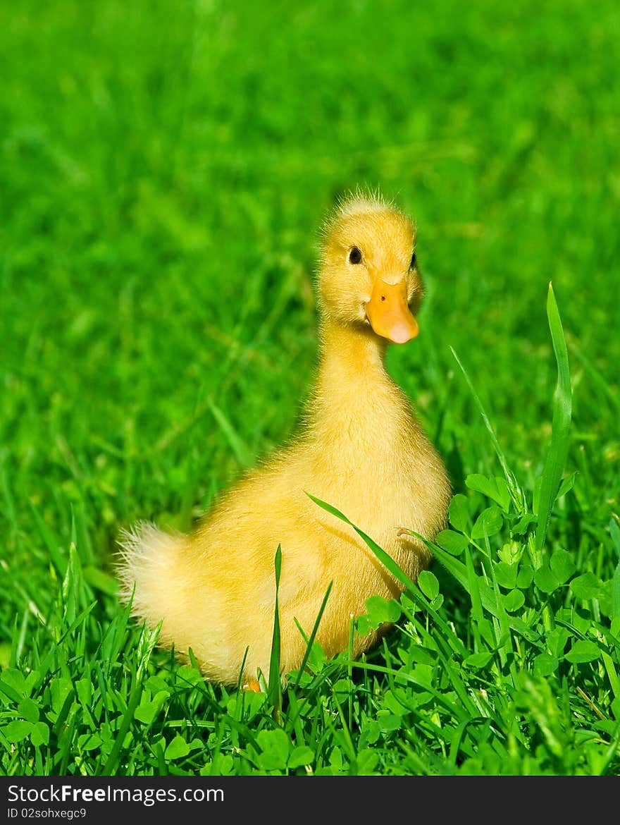 Little duck on green grass