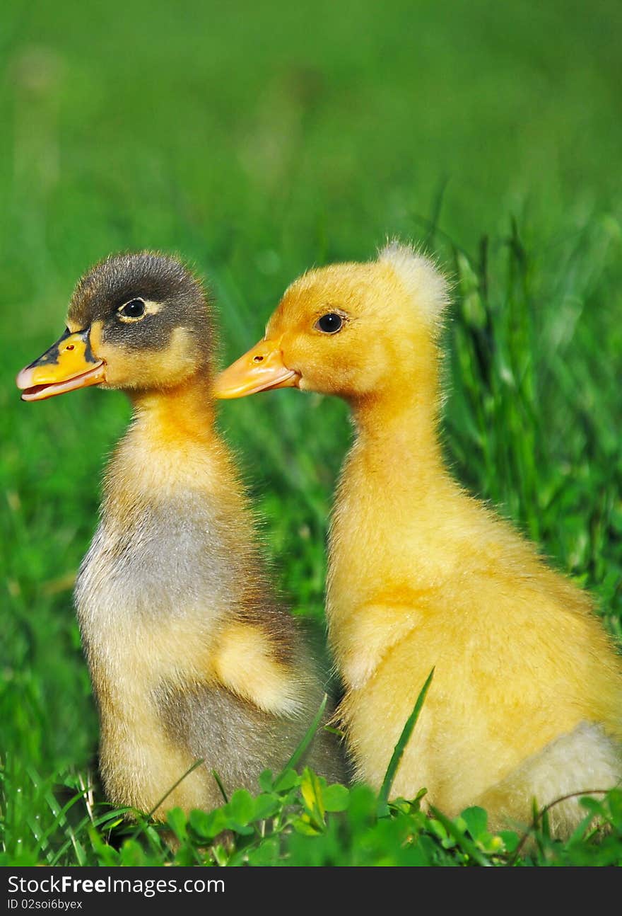 Two little ducks on green grass