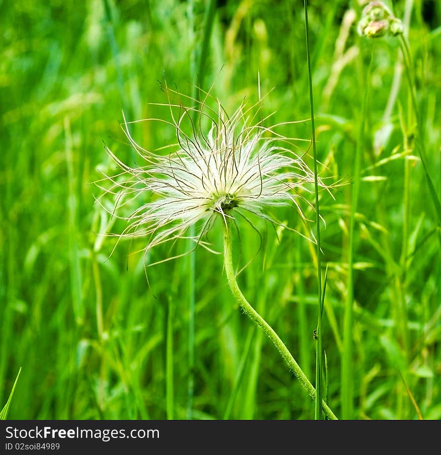 White dandelion in green background