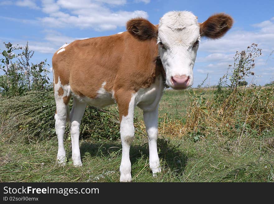 Colorful bull with big funny ears close to the pasture