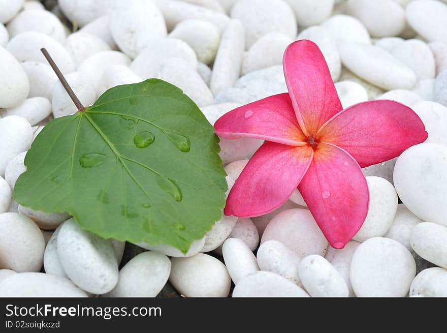 Fresh green leaf and pink plumeria. Fresh green leaf and pink plumeria