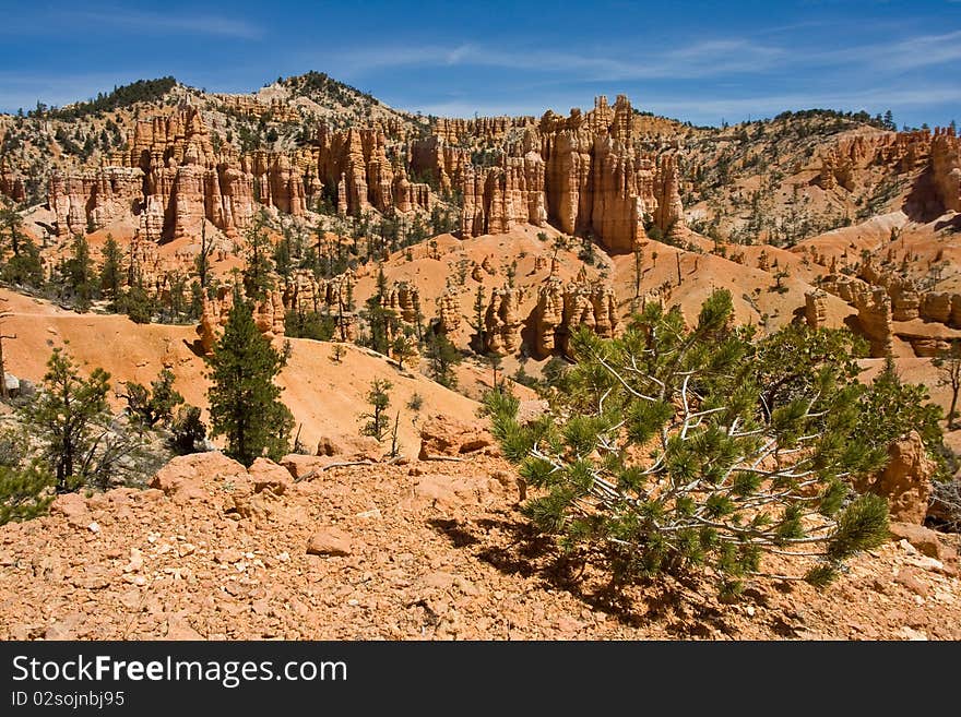 Beautiful view of Bryce Canyon with pine tree in the foreground
