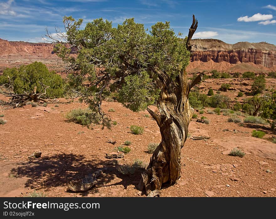 Bristlecone Pine tree