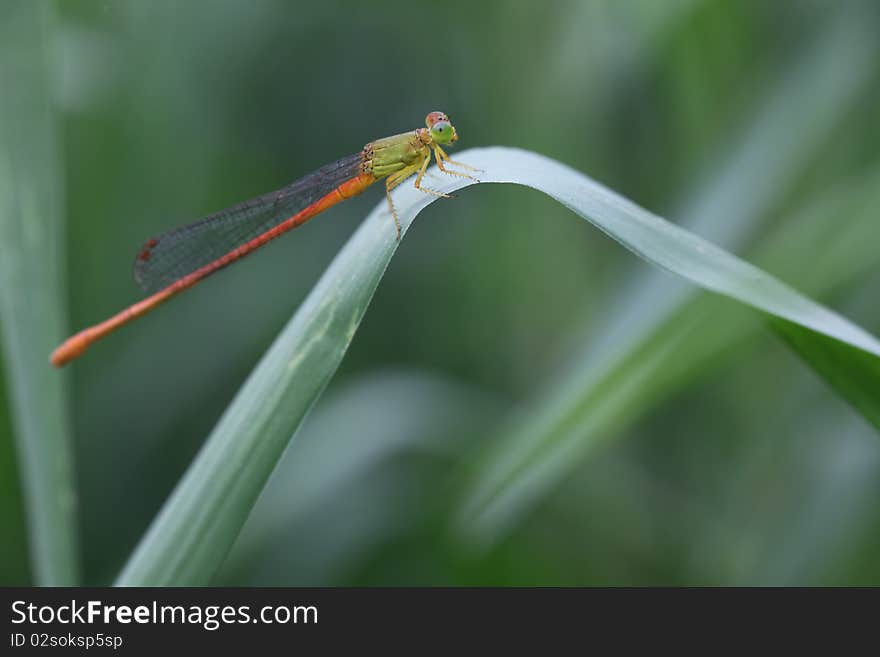 A dragonfly in  a leaf of grass