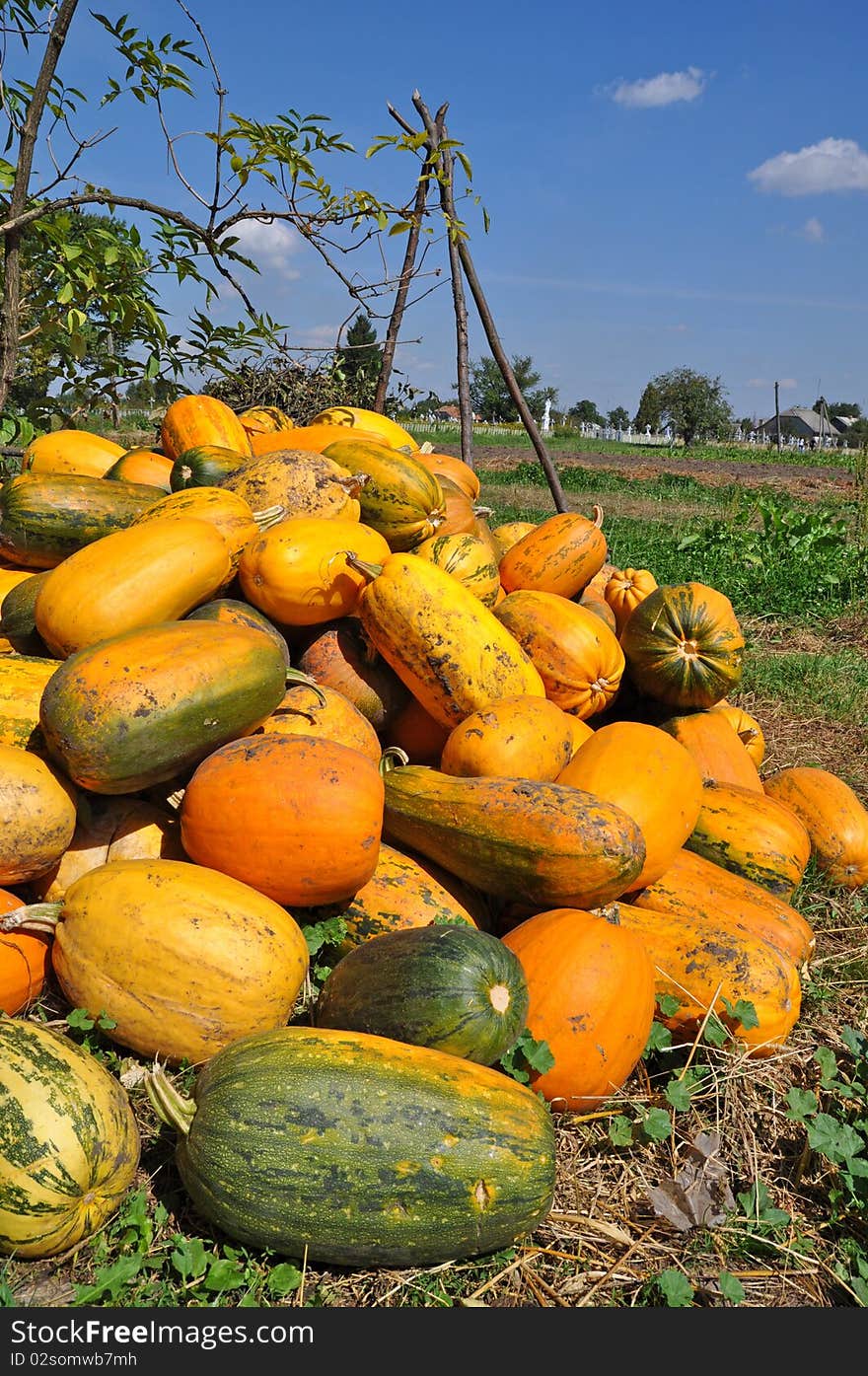 The ripe broken pumpkins in the field in an autumn rural landscape. The ripe broken pumpkins in the field in an autumn rural landscape