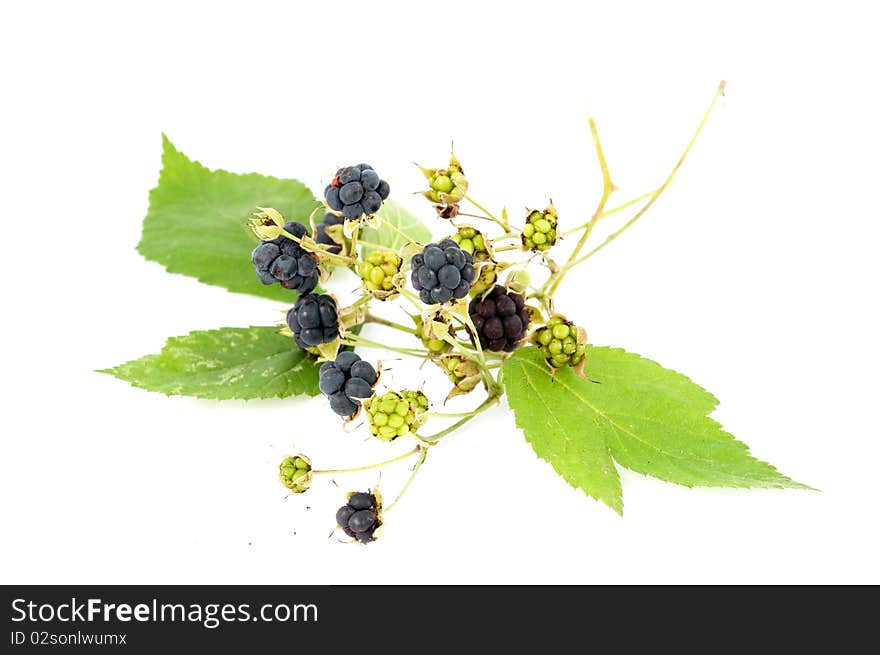 Blackberry on a white background