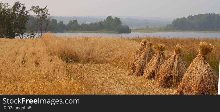 In the summer of ripe wheat