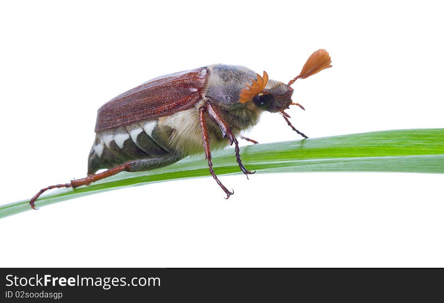 Close-up may-bug on blade, isolated on white. Close-up may-bug on blade, isolated on white