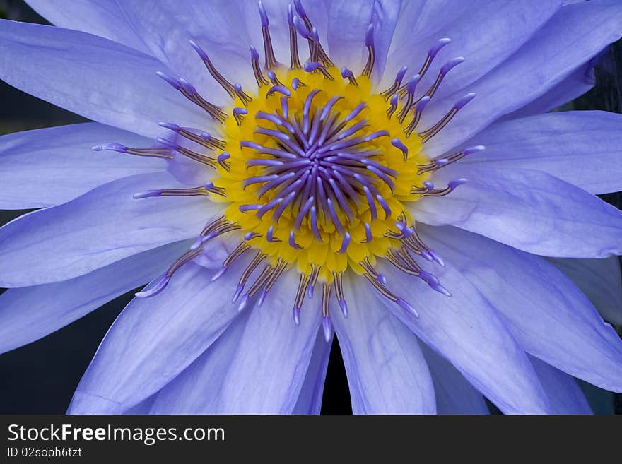 Purple Water Lily in Thailand