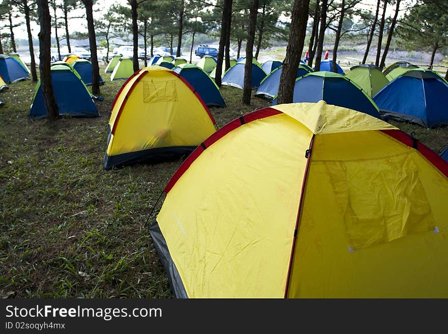 A group of tents in the pine forest