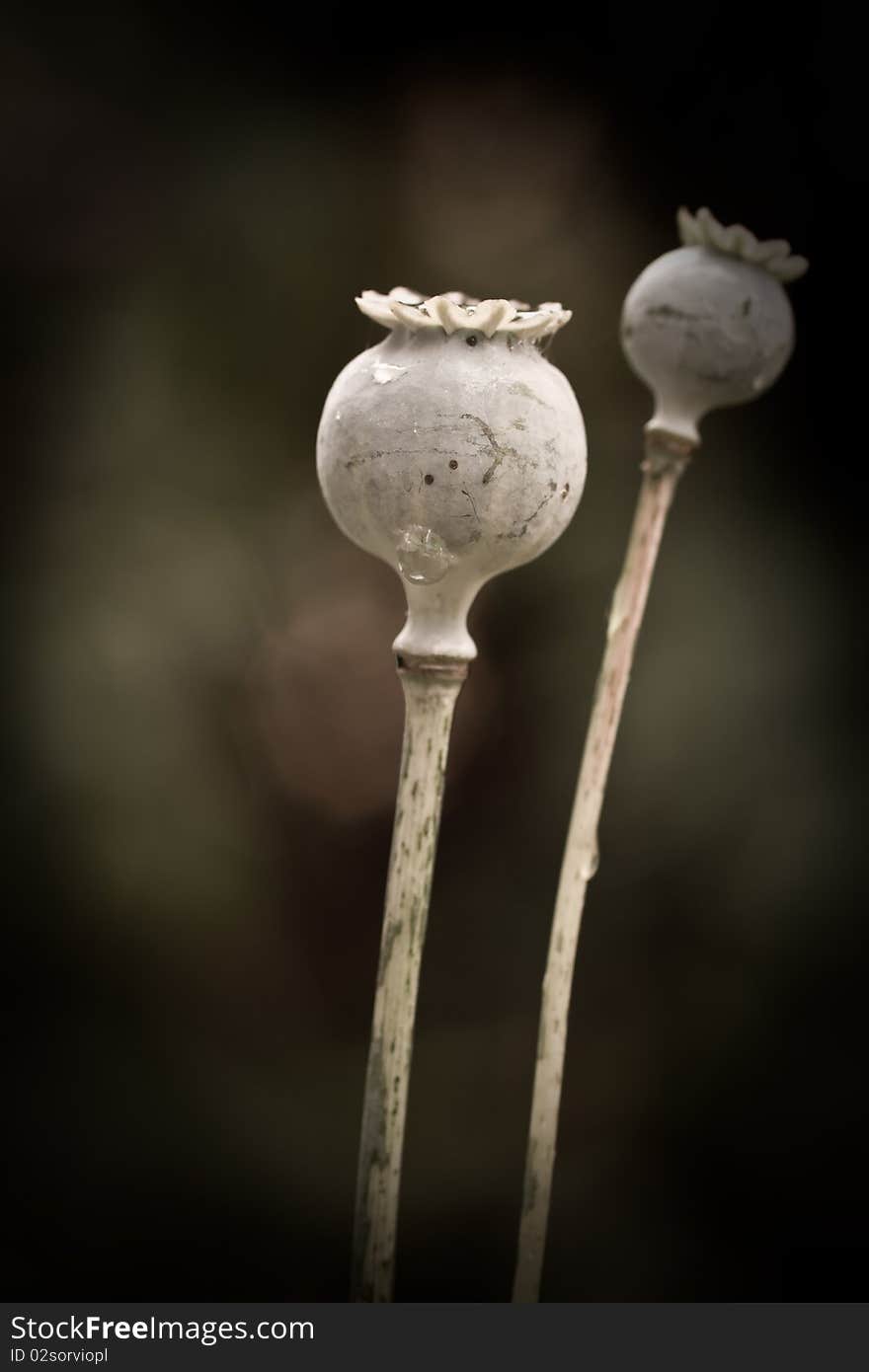 Poppy Seed Head