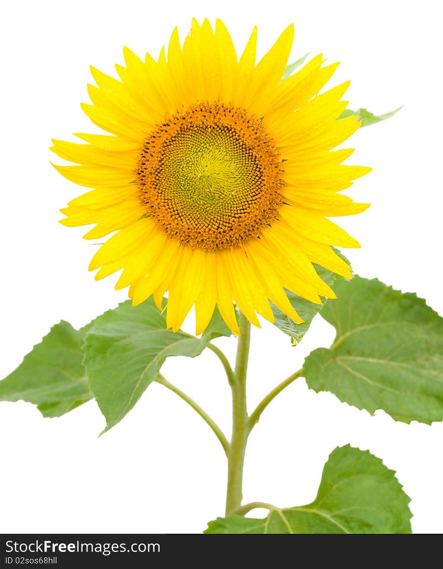 Sunflower with drops of water