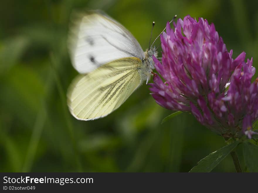 The Large White (Pieris brassicae), also called Cabbage Butterfly, Cabbage White, or in India the Large Cabbage White, is a butterfly in the family Pieridae. The Large White (Pieris brassicae), also called Cabbage Butterfly, Cabbage White, or in India the Large Cabbage White, is a butterfly in the family Pieridae.