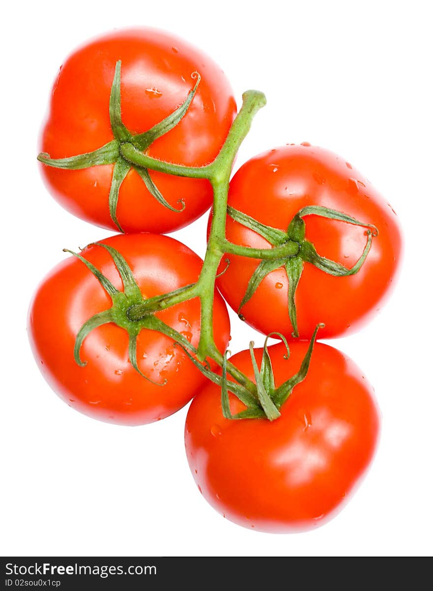 Twig Of Ripe Tomatoes