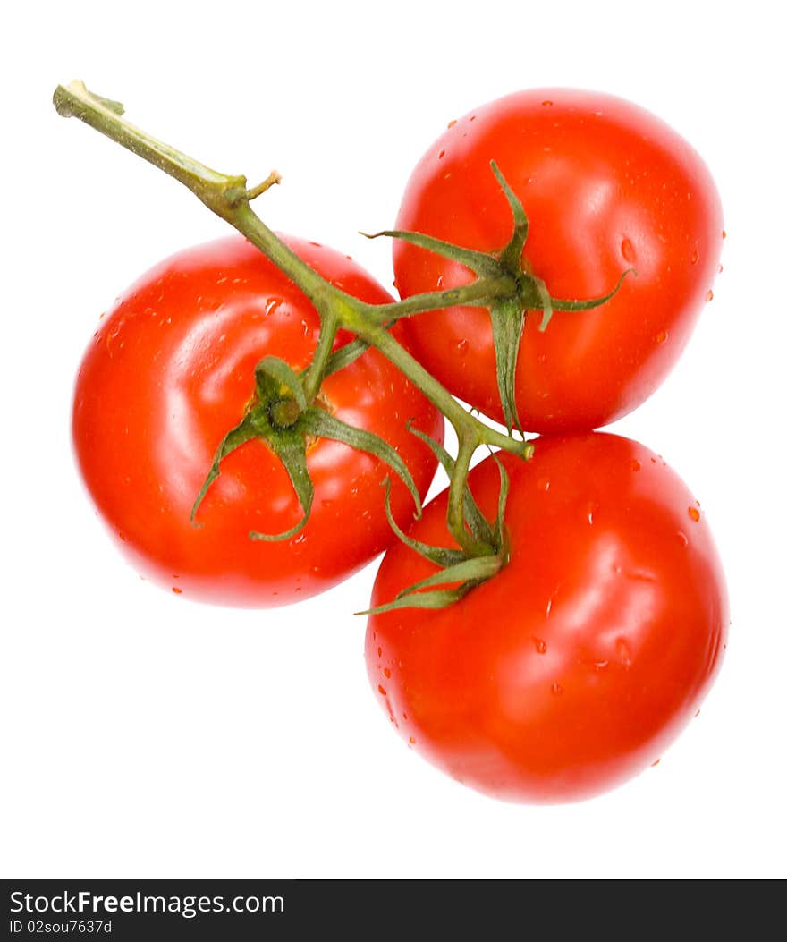 Twig of ripe tomatoes