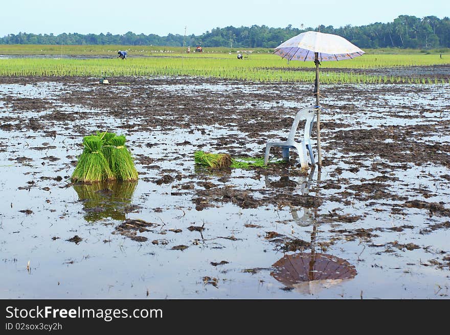 Rice Plants, South of Thailand