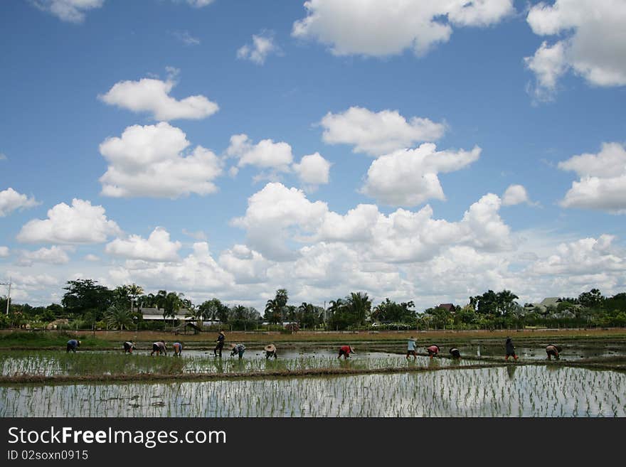 Are helping farmers farm on the beautiful sky. Are helping farmers farm on the beautiful sky