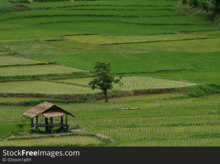 Green rice fields of growing rice. Green rice fields of growing rice.