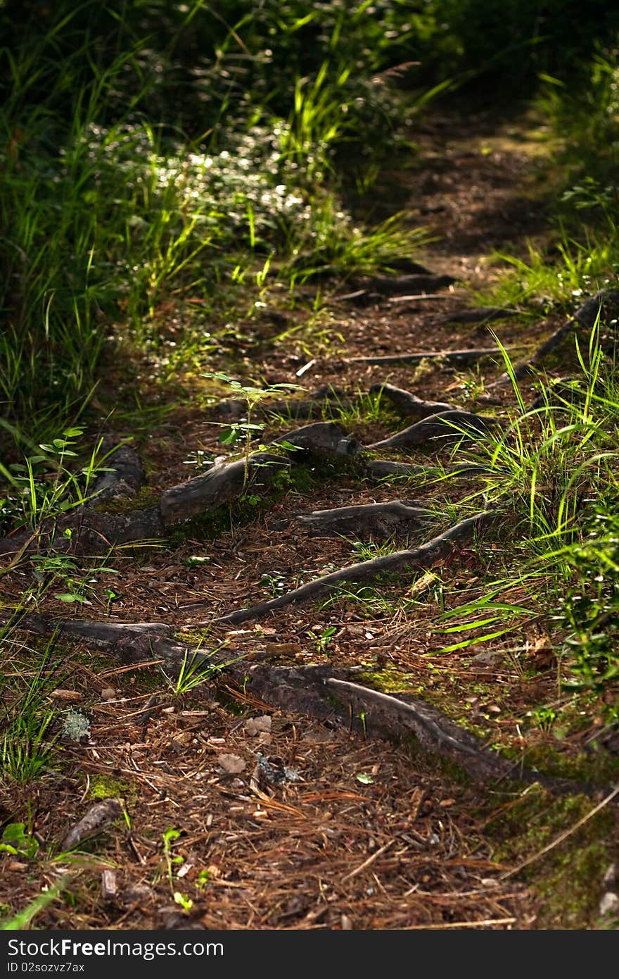 Summer scene in the forest.