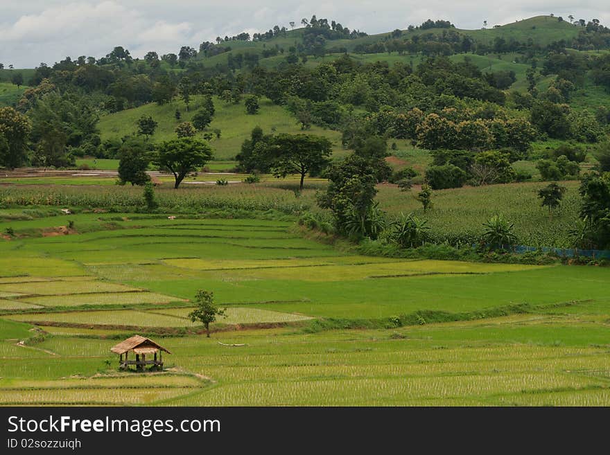 Green rice fields of growing rice.