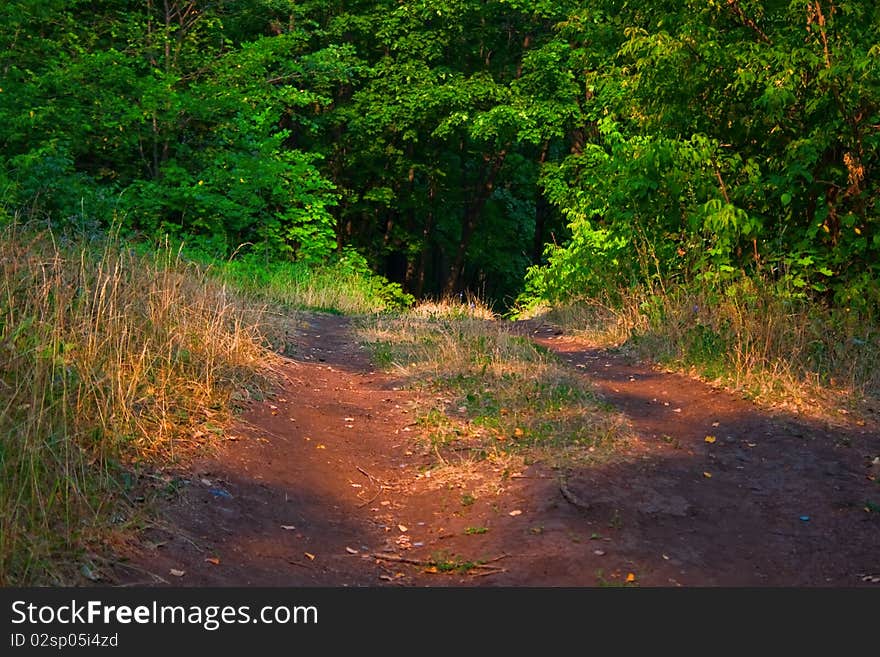 Summer scene in the forest