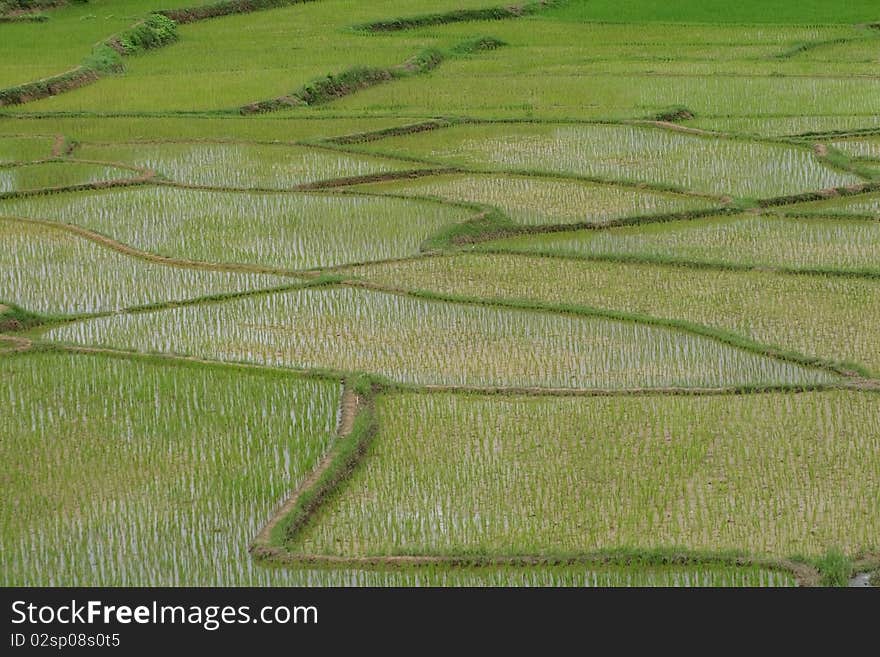 Green rice fields of growing rice.