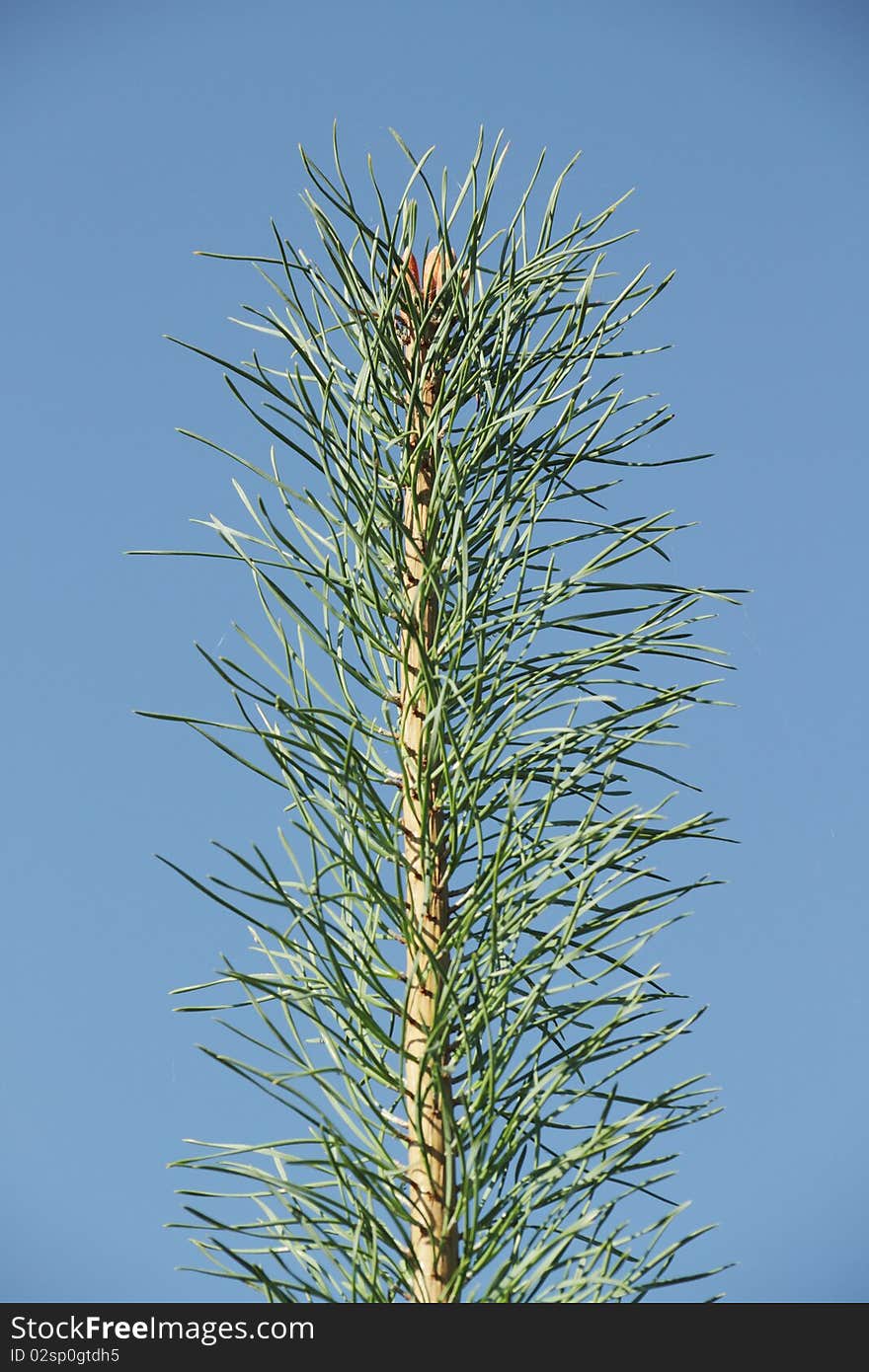 Top of pine against blue sky. Top of pine against blue sky.