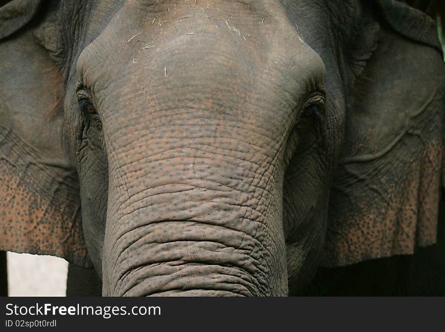 Asian elephants are standing looking. Asian elephants are standing looking