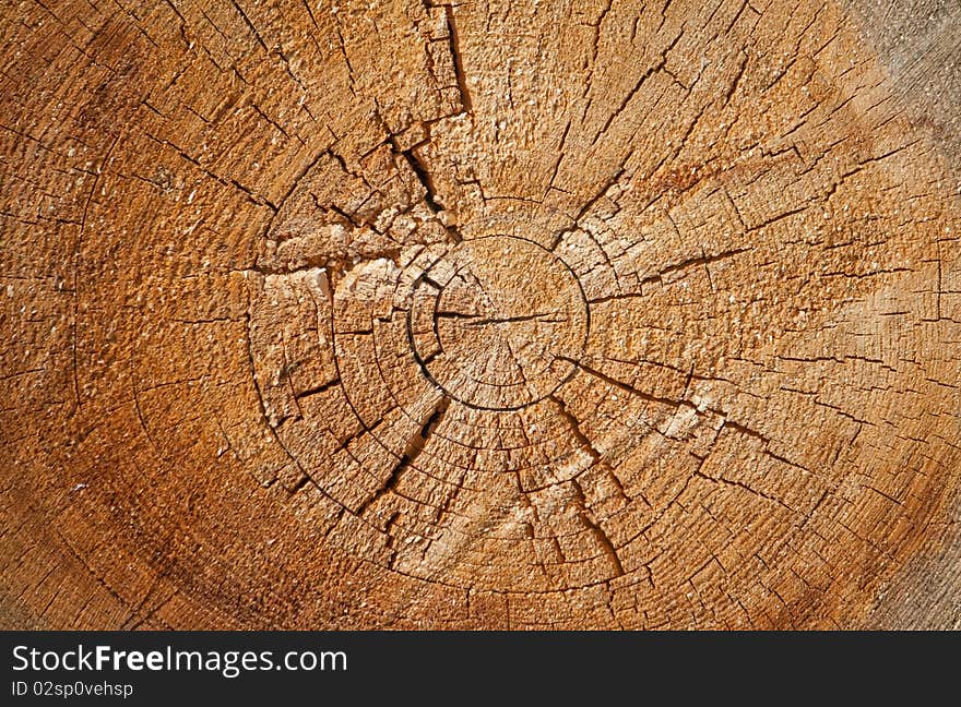 The texture of pine