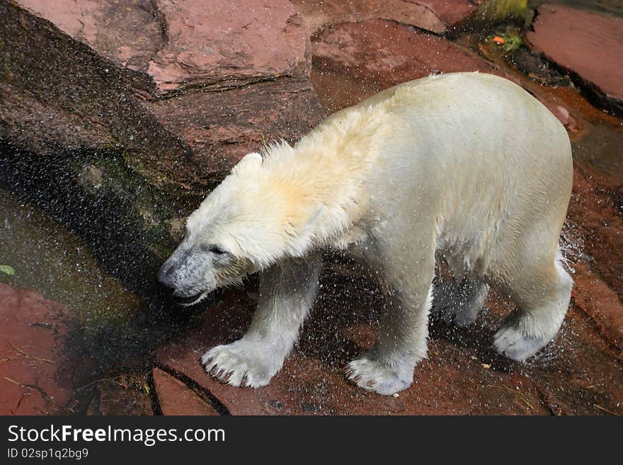 Polar Bear Freshly From The Water