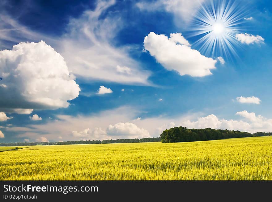 Green wheat and beautiful blue sky.