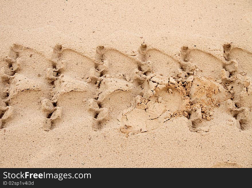 Track in the smooth sand. Track in the smooth sand.