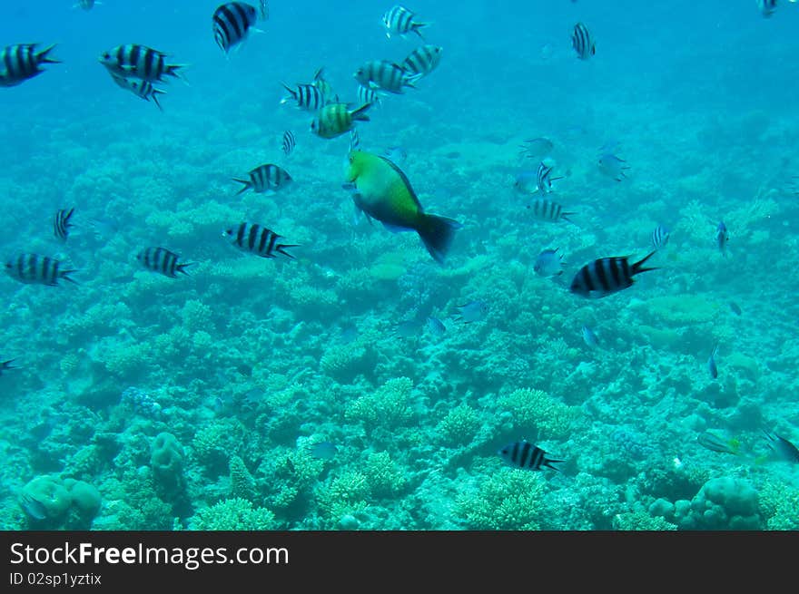 Underwater landscape of Red Sea. Underwater landscape of Red Sea