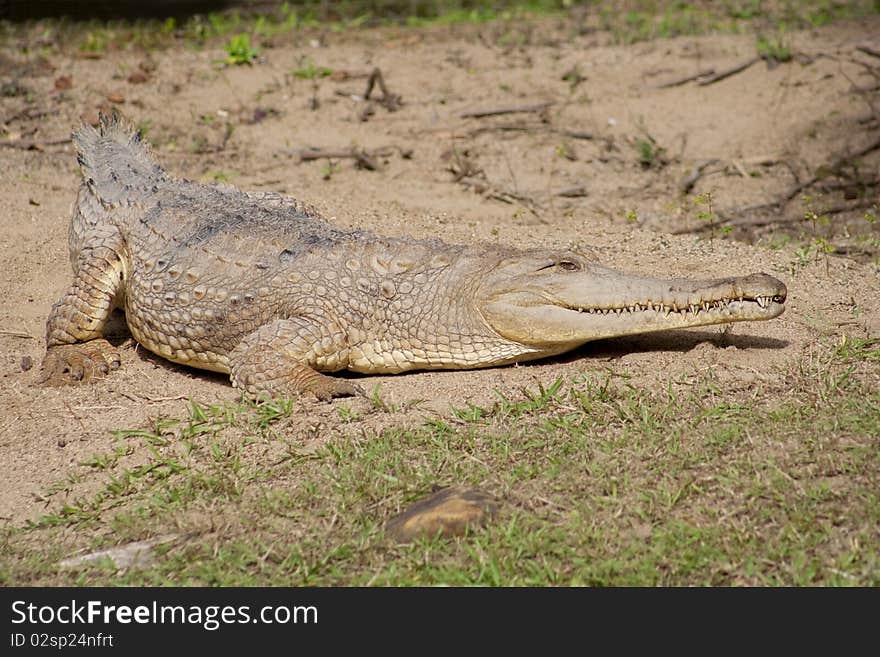 Australian Saltwater Crocodile