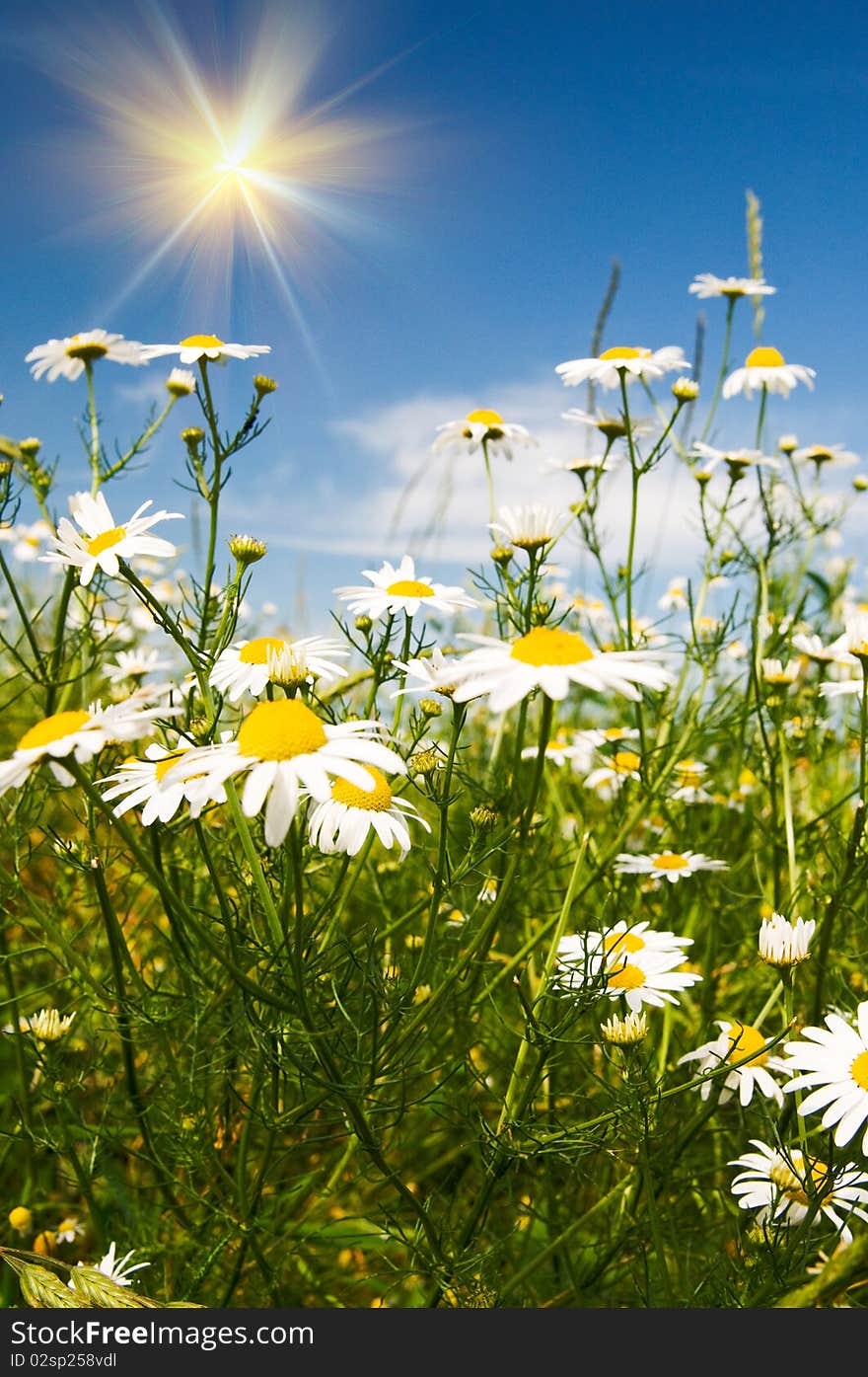 Wonderful camomiles against blue sky background. Wonderful camomiles against blue sky background.