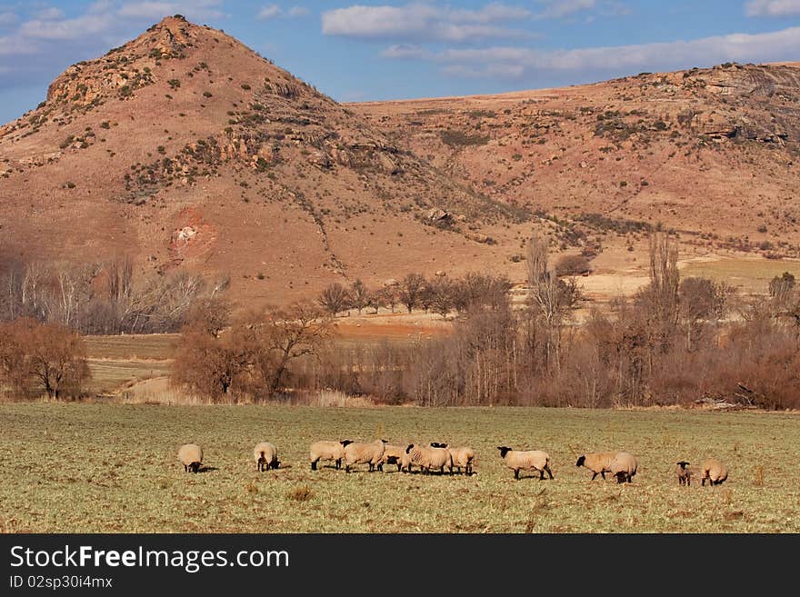 Farm sheep